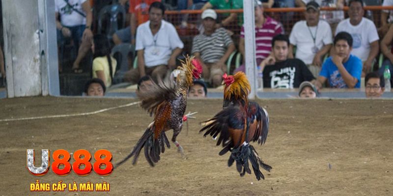 qq888 đăng nhập mậu binh khuyến mãi