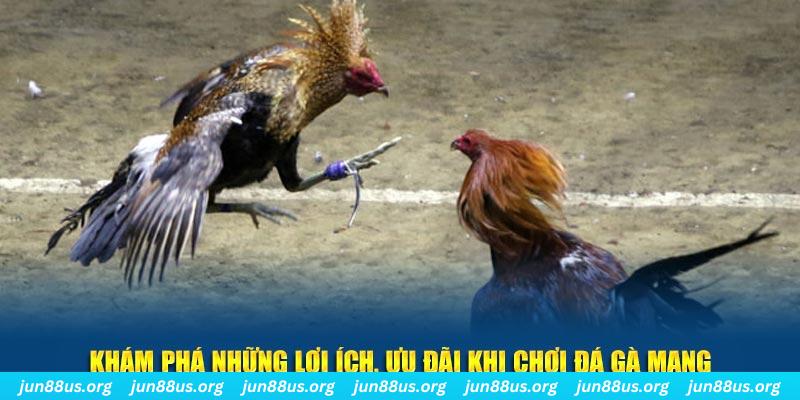 qq888 đăng nhập liêng live