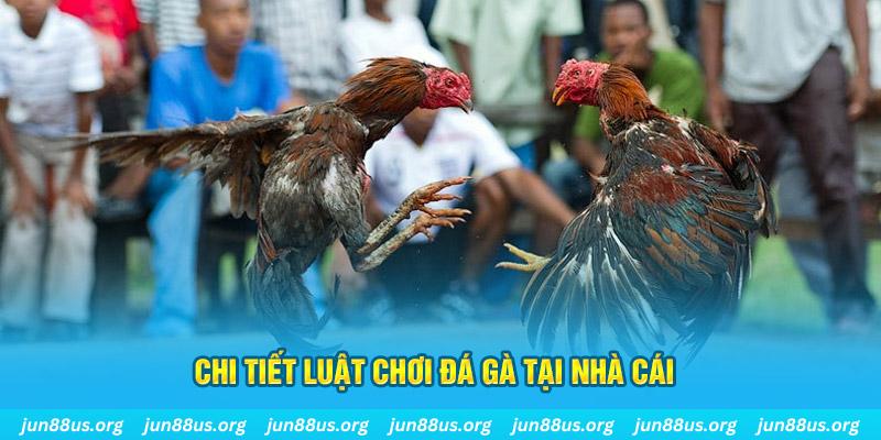 qq888 đá gà thomo