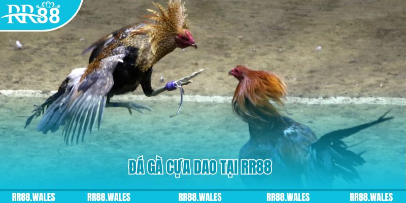qq888 ga choi hoa phong